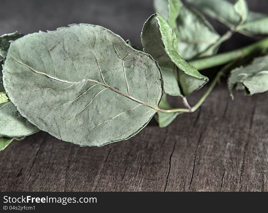 Dry green leaf from rose leaf on old table