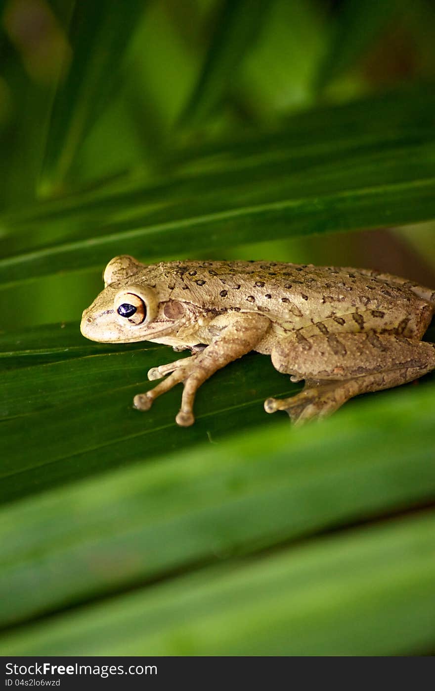 Cuban tree frog on palm frond