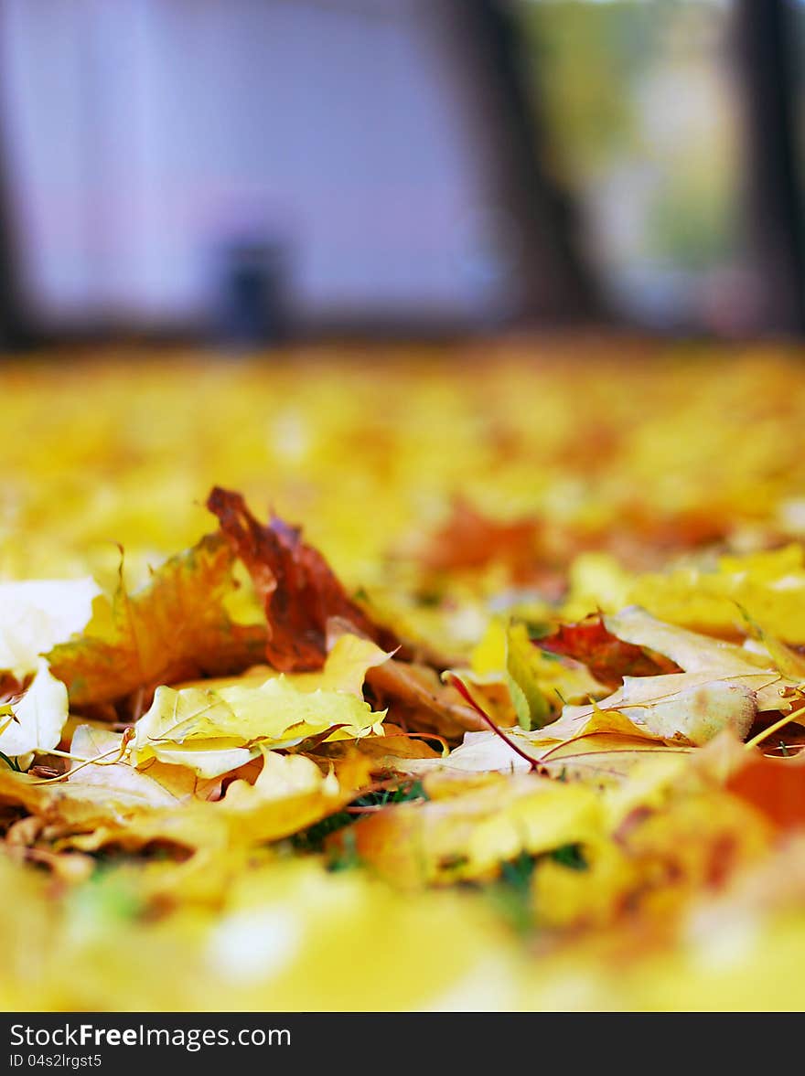 Autumn nature: yellow fallen leaves in the park. Taken in the Recreation park named after M. Gorkiy (the Gorkiy park) in Moscow, Russia.