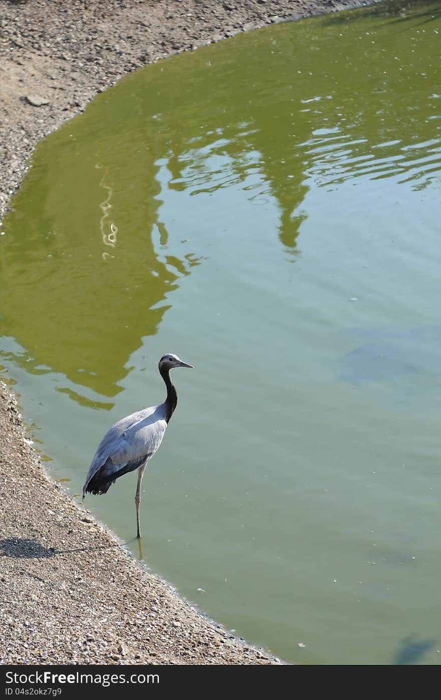 Heron portrait near lake