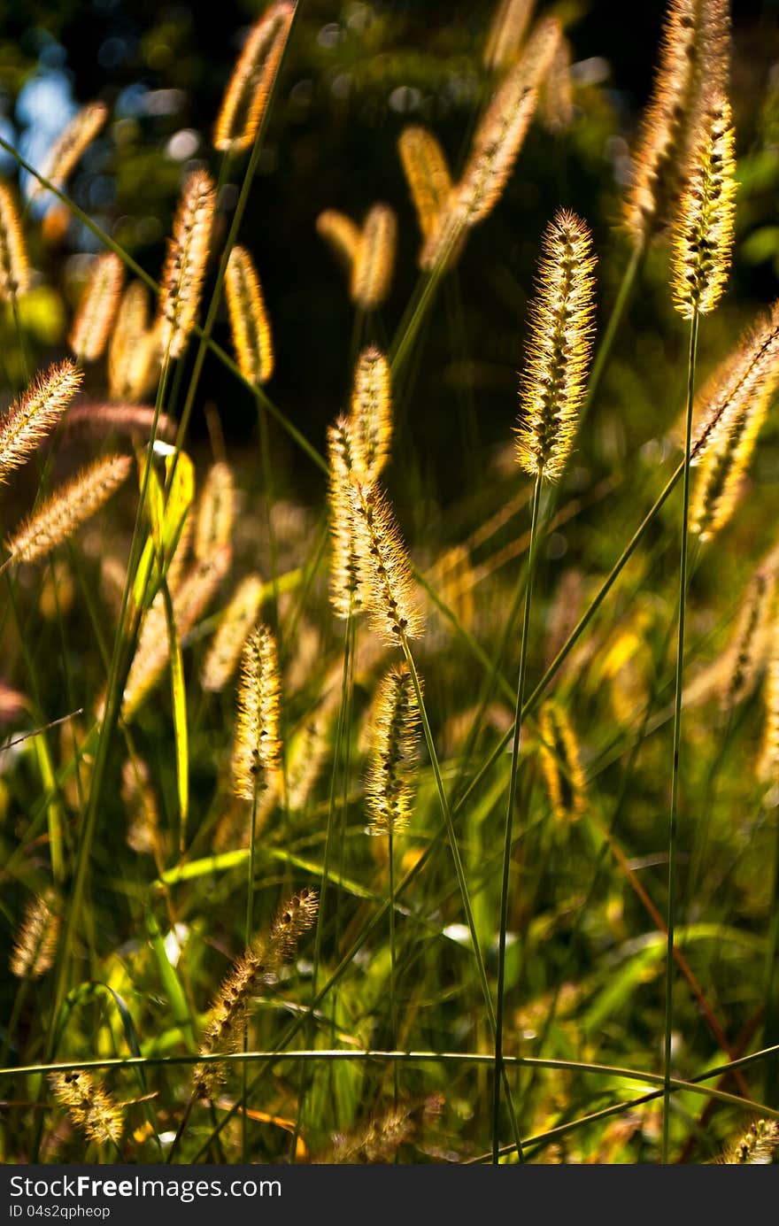 The stalks of a green grass shined with the autumn sun. The stalks of a green grass shined with the autumn sun