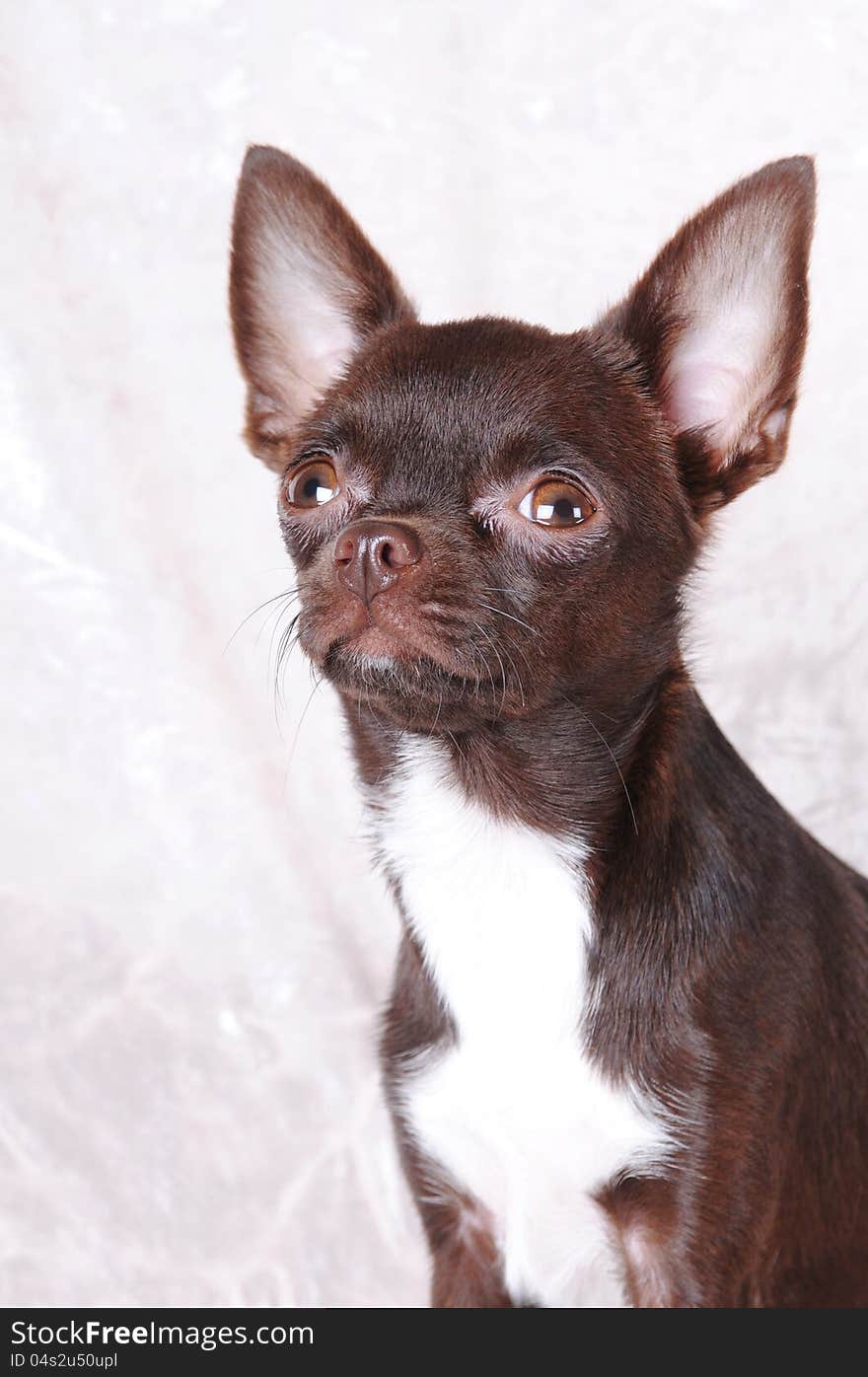 Brown chihuahua portrait