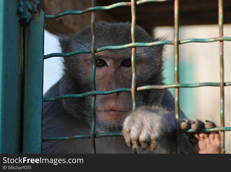 Macaque iron-barred portrait looking at camera