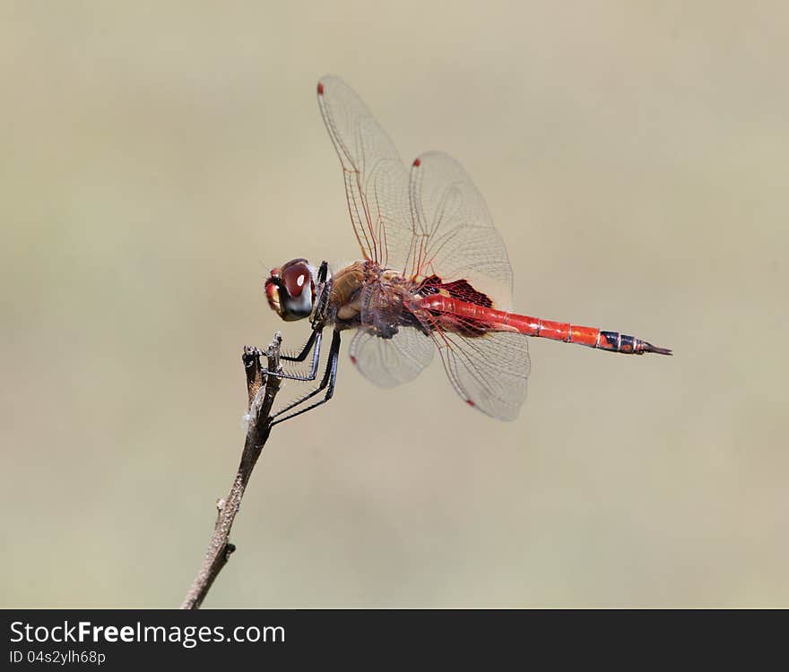 Dragonfly on twig