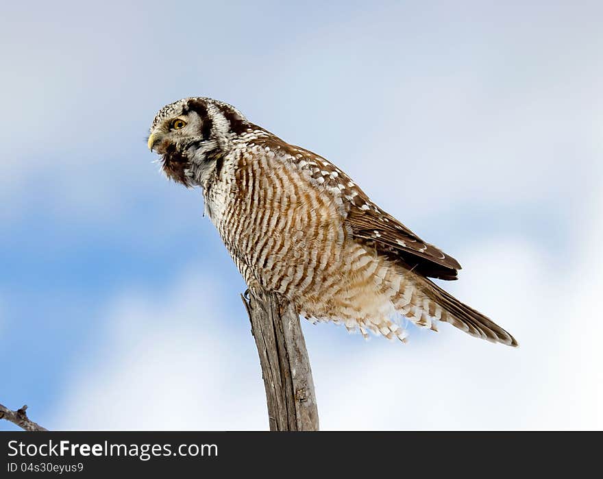 Portrait of a Northern Hawk-Owl calling to its mate. This is a medium sized Owl of the boreal forests that is primarily active during the day.