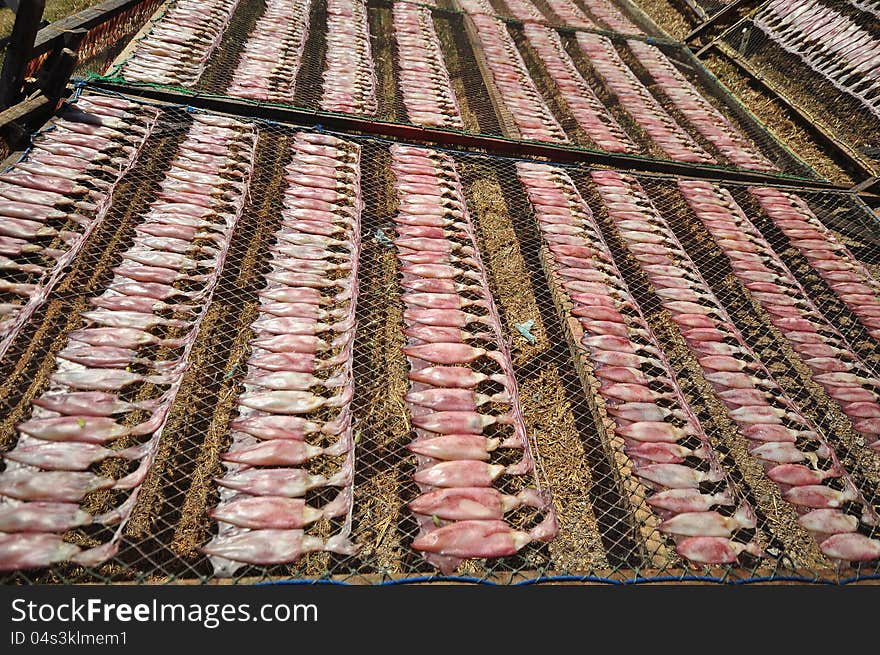 Drying squid on the net