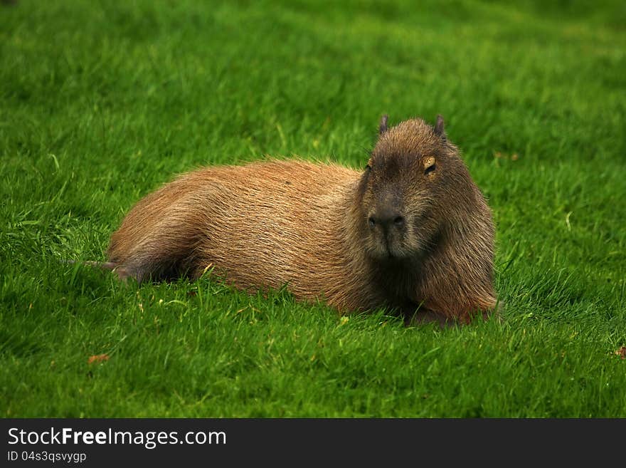 Capybara Relaxing