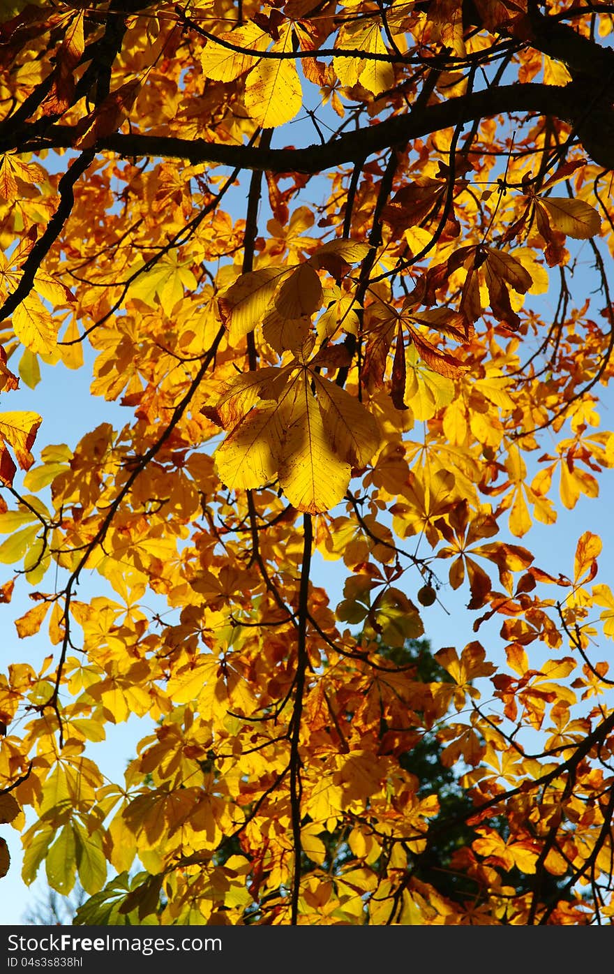 Colorful tree in autumn Berlin