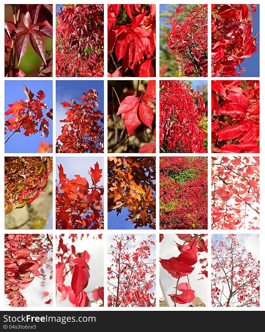 Autumn leafs in red, set. Autumn leafs in red, set