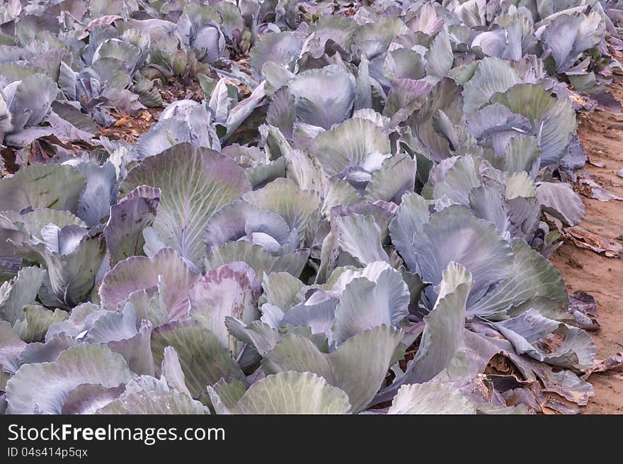 Closeup Of Red Cabbages In The Field