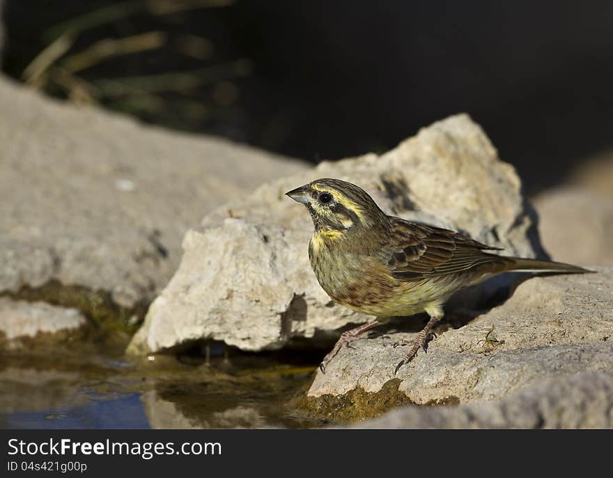 Cirl Bunting