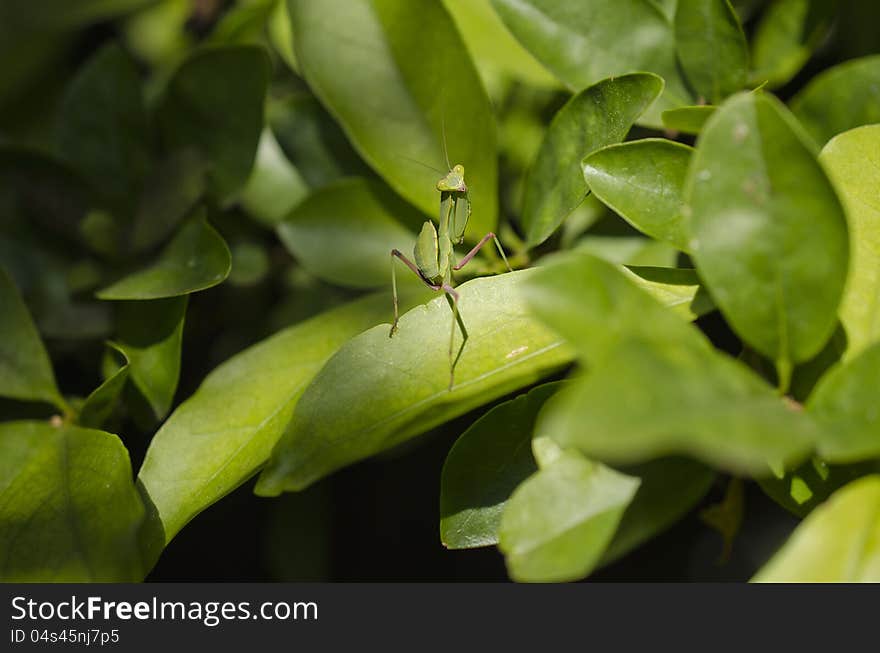 Praying mantis interrupted