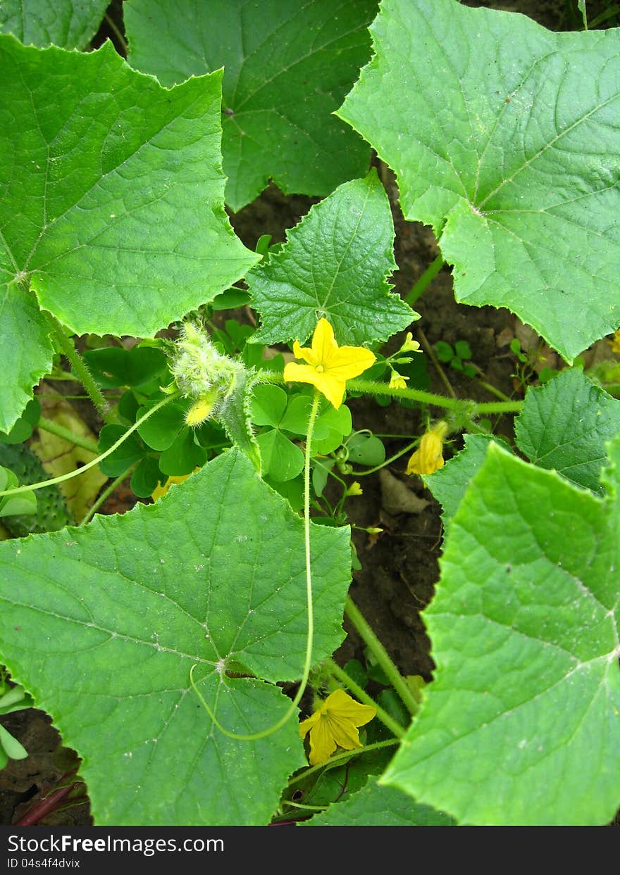 Flower of a cucumber with leaves