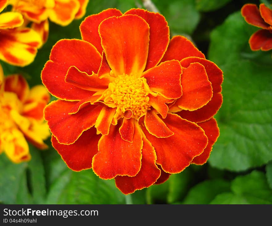 A Beautiful Flowers Of Tagetes