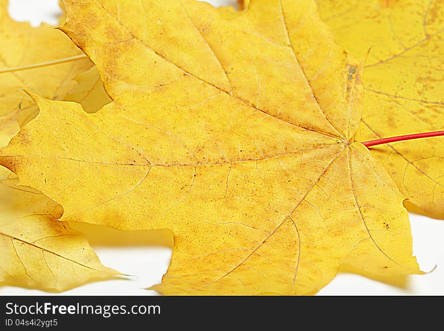 Background of fallen autumn maple leaves.