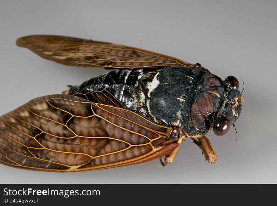 Cicada