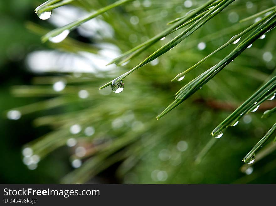 Needle Branch nature green trees after rain. Needle Branch nature green trees after rain