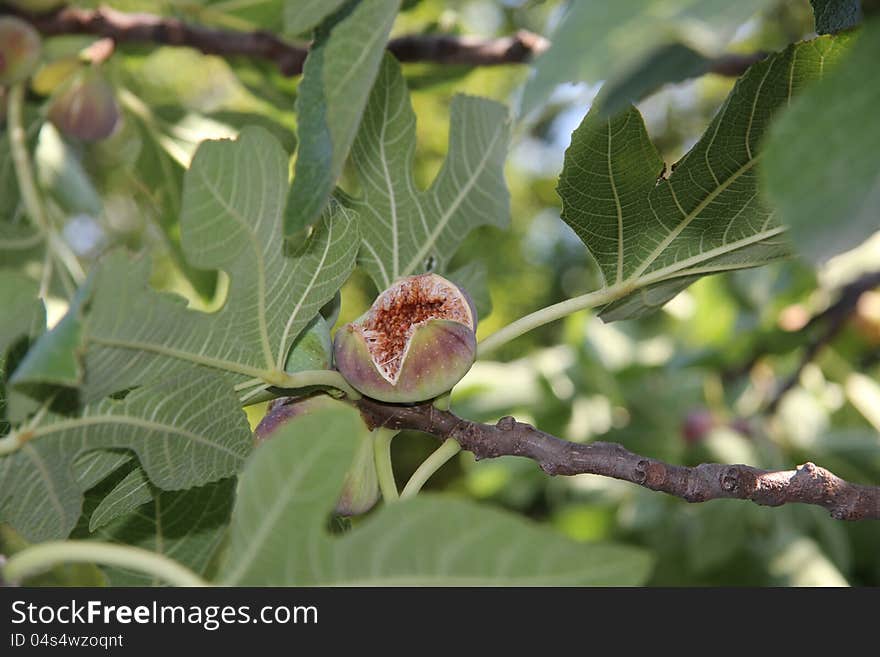 Figs on a tree