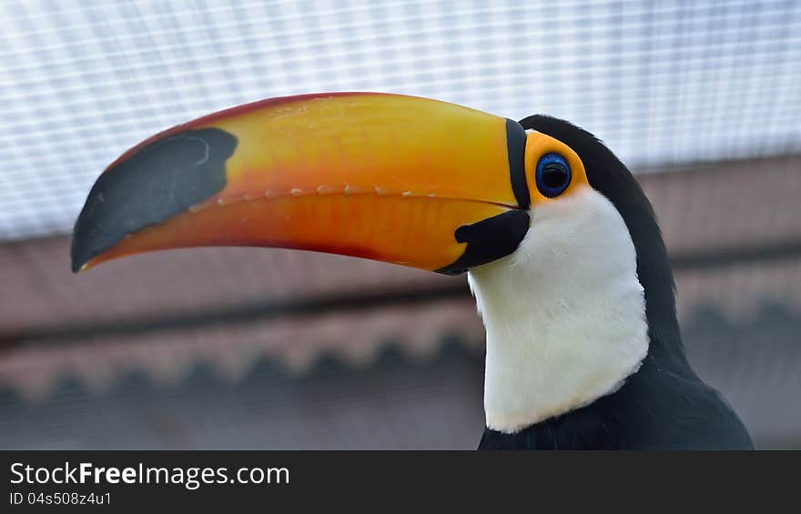 Toucan bird America