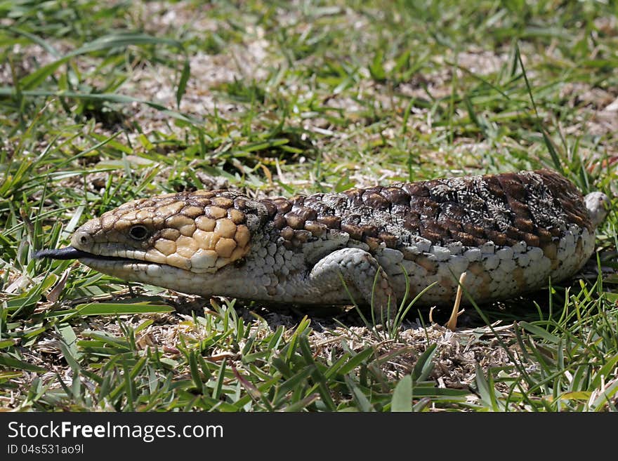 Skinks - Bobtail Lizard (Tiliqua rugosa) Commonly known as stumpy tail or bobby. Gives birth to 2 live young sometimes more and grows to approximately 45cm in length. They are a native Australian reptile.