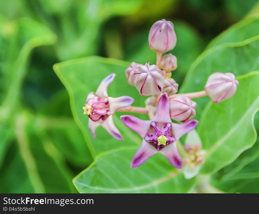 Pink crown flower are blooming on green leaf