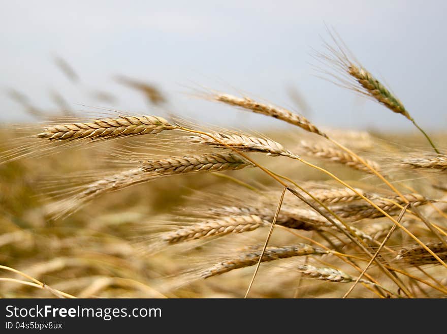 Field Of Wheat