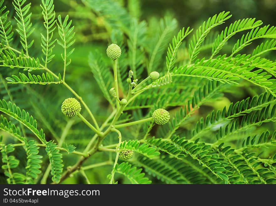 Thai Leucaena are flowering and fruiting