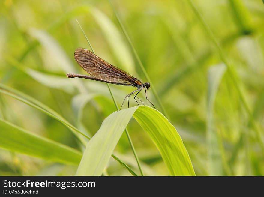 A small dragonfly sitting on a plant leaf. A small dragonfly sitting on a plant leaf.