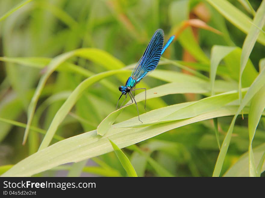 A small dragonfly sitting on a plant leaf. A small dragonfly sitting on a plant leaf.