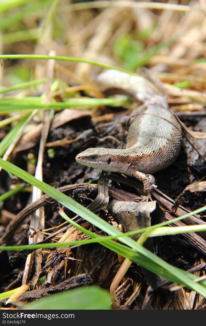 A small lizard sitting in a grass on a summer meadow. A small lizard sitting in a grass on a summer meadow.