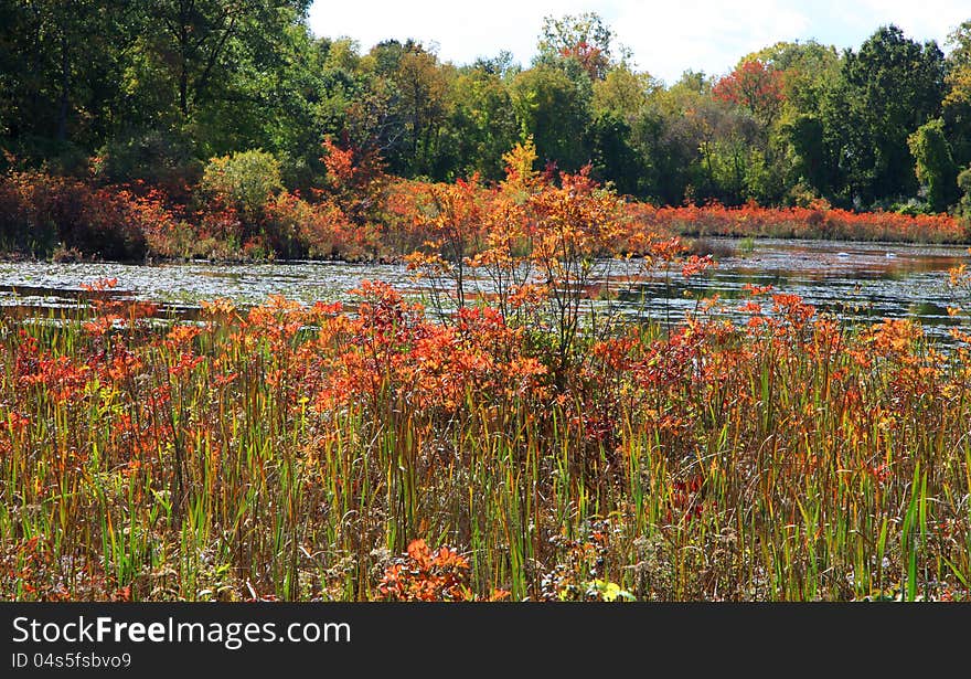 Orange color autumn bushes in the park