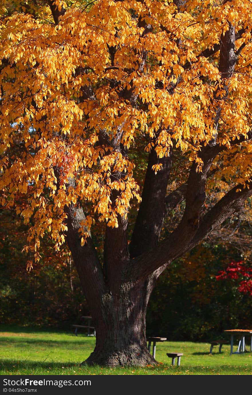 Single autumn tree with yellow leaves in the park