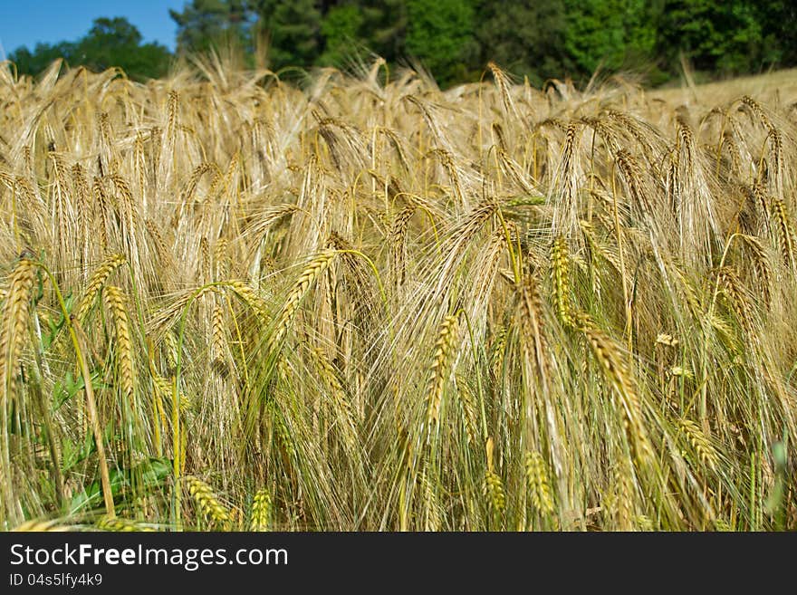 Ears of wheat not completely ready for harvest. Ears of wheat not completely ready for harvest