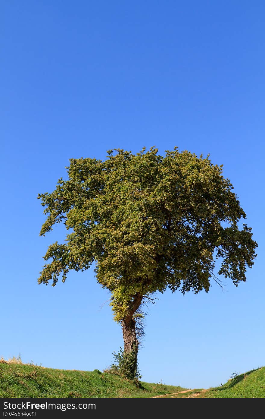 Lonely tree against a beautiful blue sky on a warm late afternoon