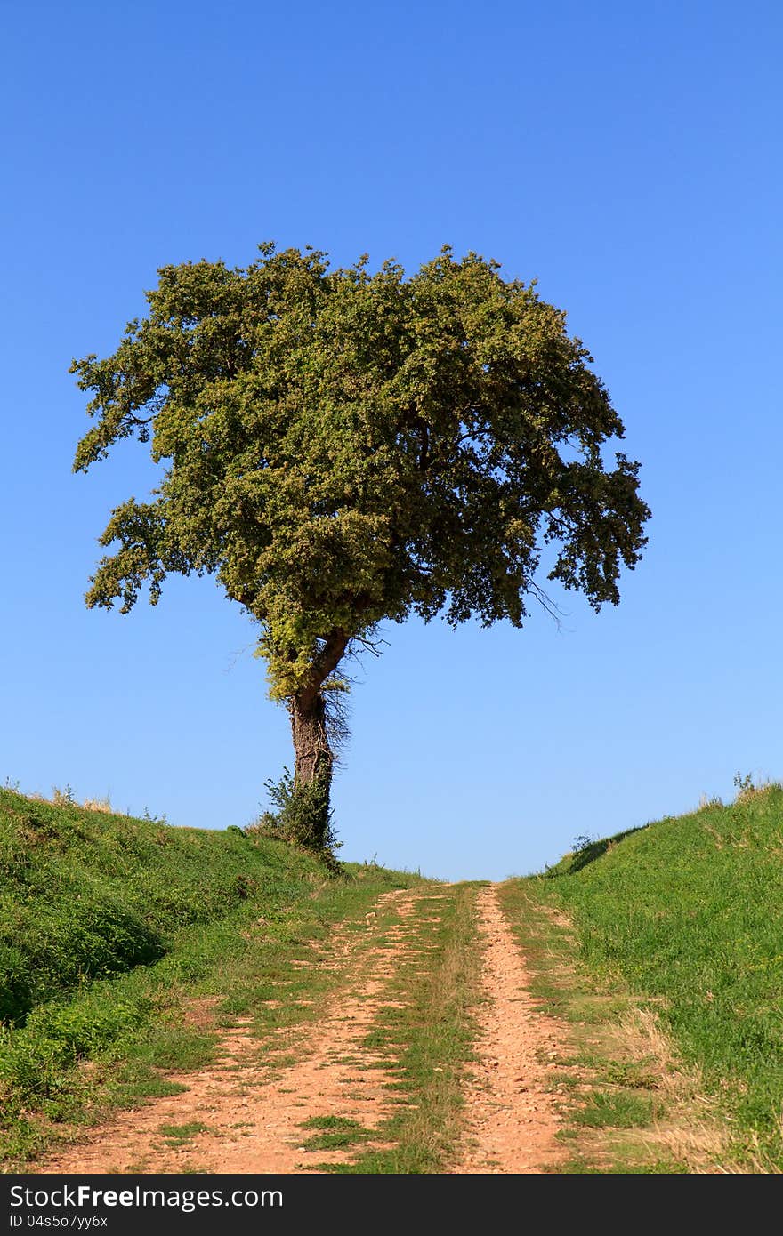 Lonely tree at end of unpaved road