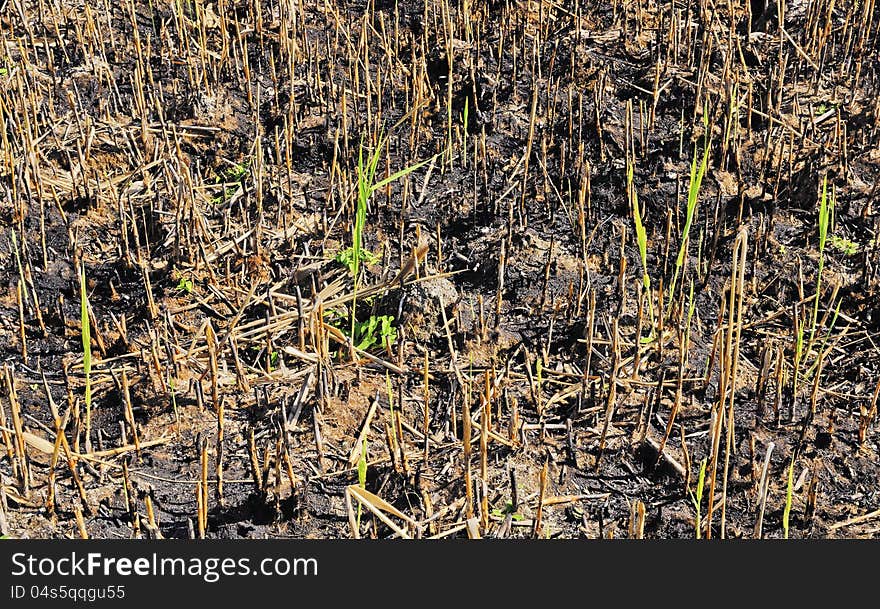 Remainings of field after a great fire ocurred. Remainings of field after a great fire ocurred