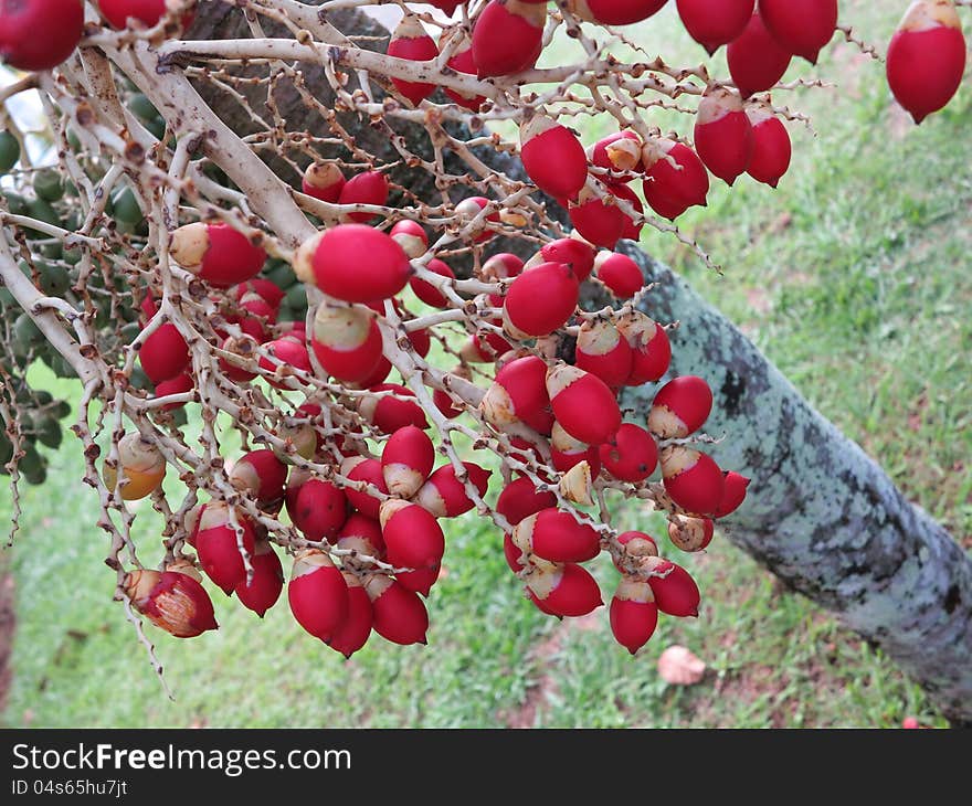 littles red coconuts in tree