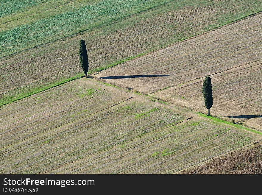 Cipress in Tuscany