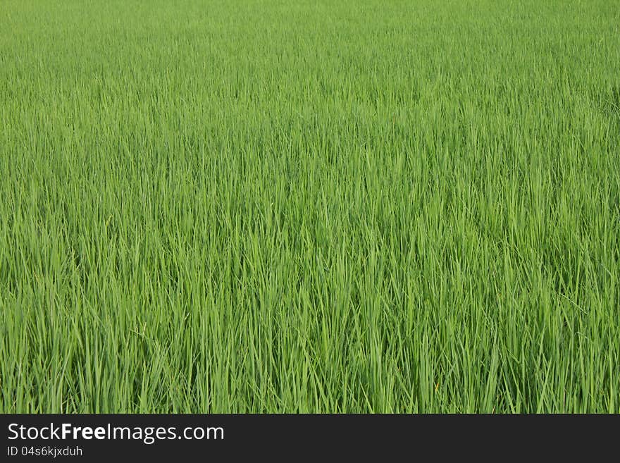 Background of the rice with the green leaves, which are often found in rural Thai farmers. Background of the rice with the green leaves, which are often found in rural Thai farmers.