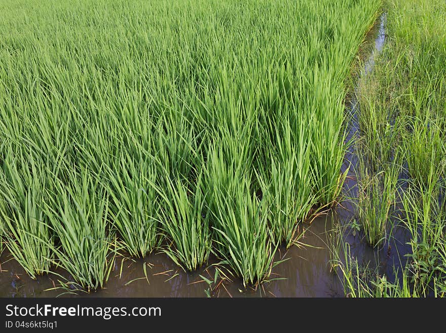 Background of the rice with the green leaves, which are often found in rural Thai farmers. Background of the rice with the green leaves, which are often found in rural Thai farmers.