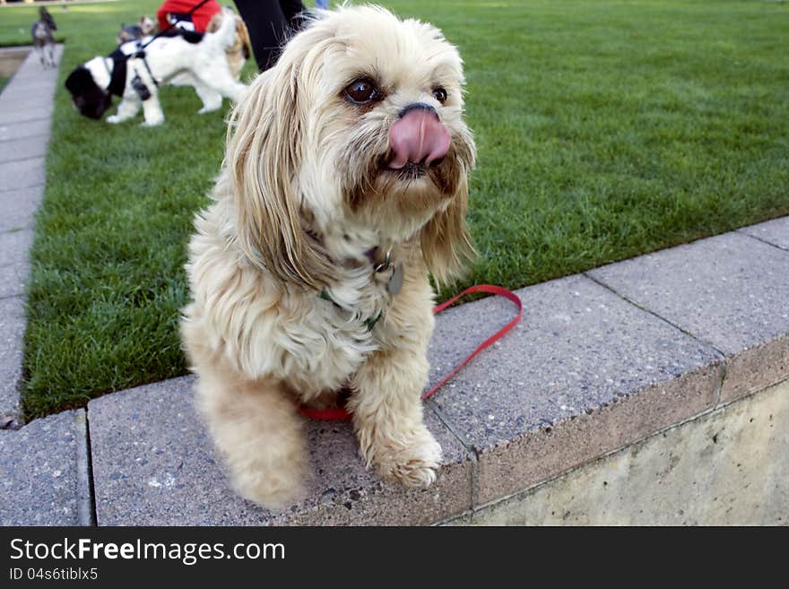 Dog Licking Tongue