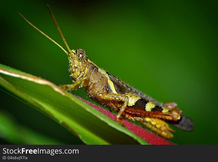 The grasshopper sitting on a blade