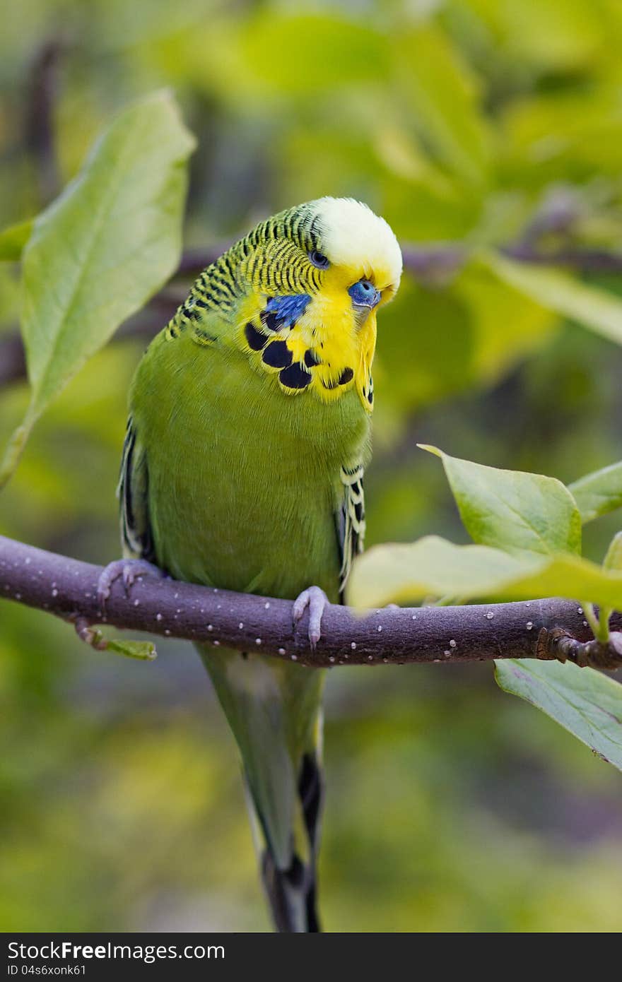 An English budgie sitting on a branch in the garden.