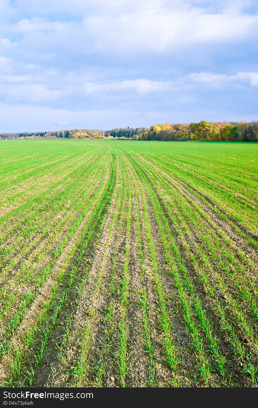 Field of winter wheat in autumn. Field of winter wheat in autumn