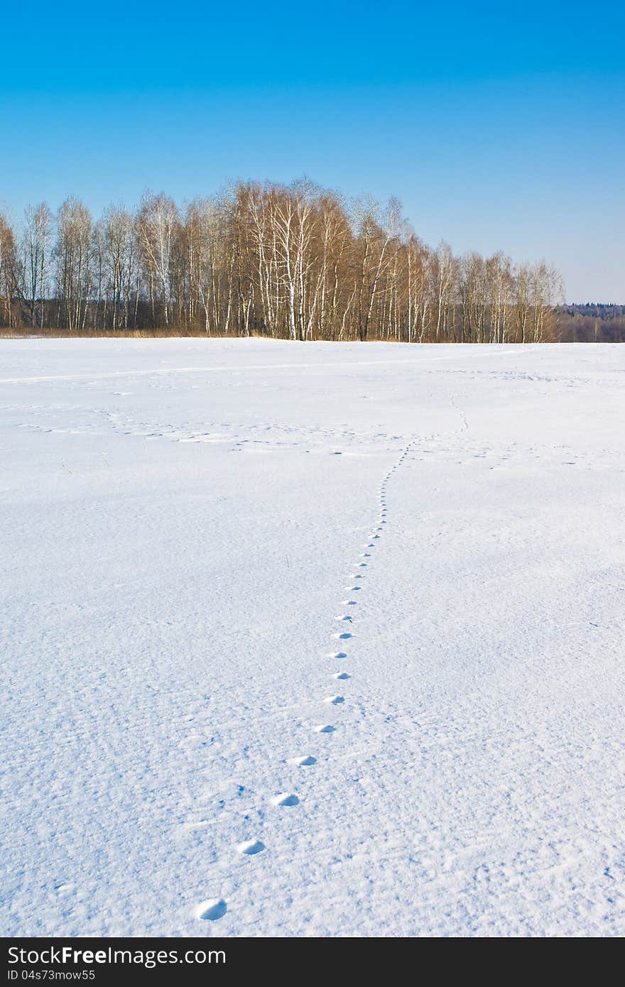 The fox trace crossing a snow-covered field. The fox trace crossing a snow-covered field