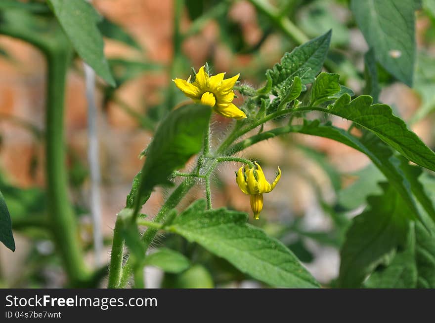 Flowers of tomato