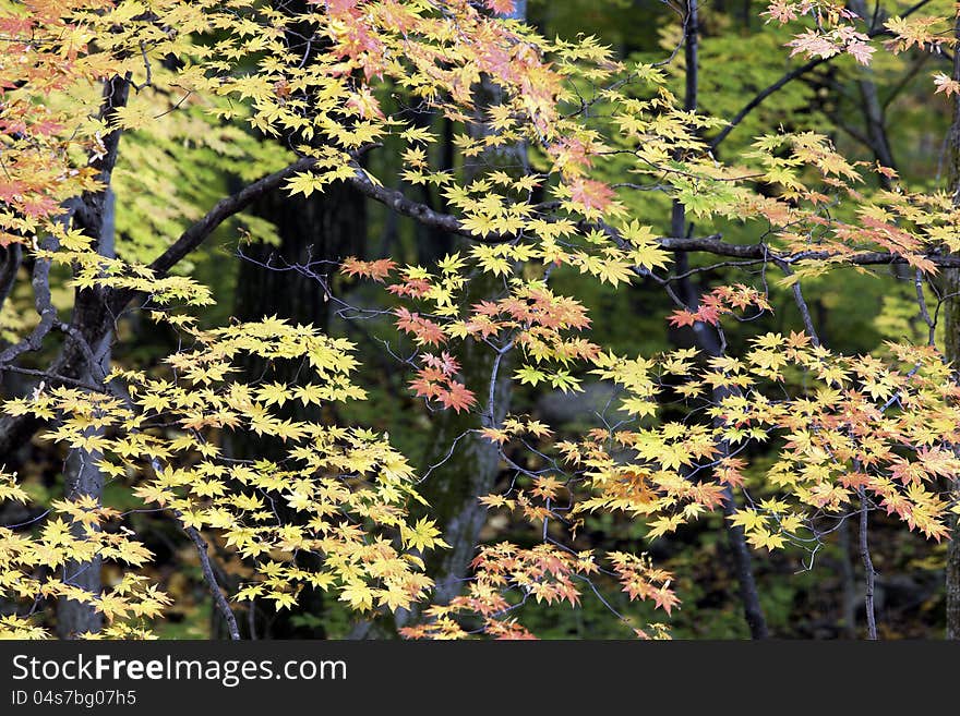 Maple tree in the autumn.