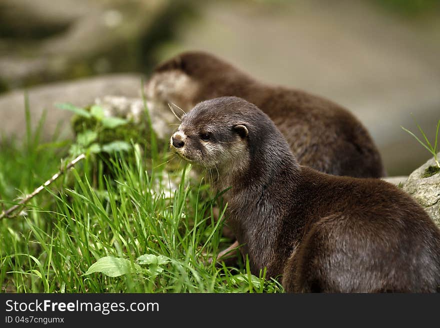 Pair of Otters pool side, preening themselves in the sun. Pair of Otters pool side, preening themselves in the sun.