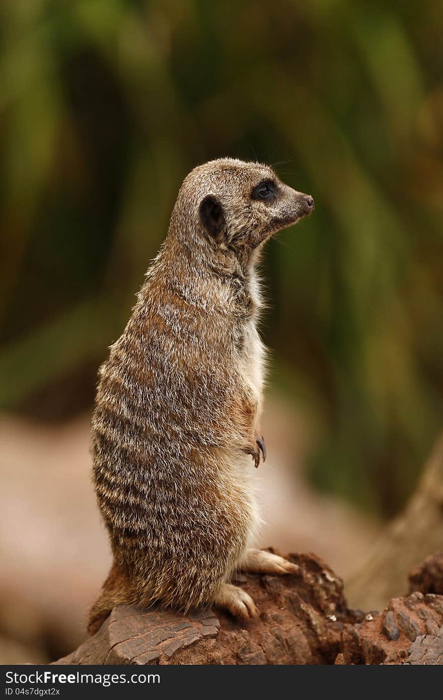 Meerkats are a member of the Mongoose family. Meerkats are a member of the Mongoose family.