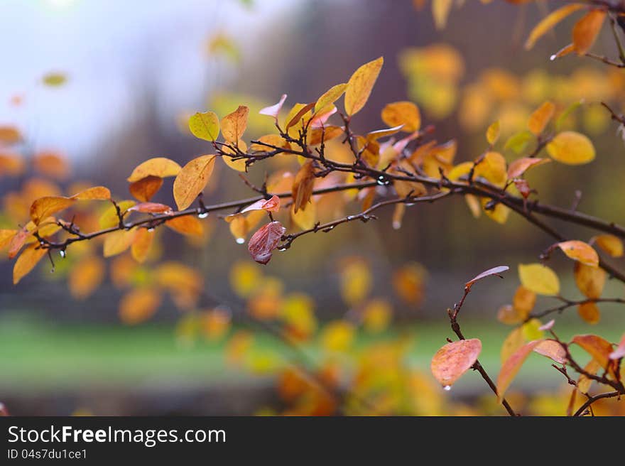 Autmn Pattern With Leaves